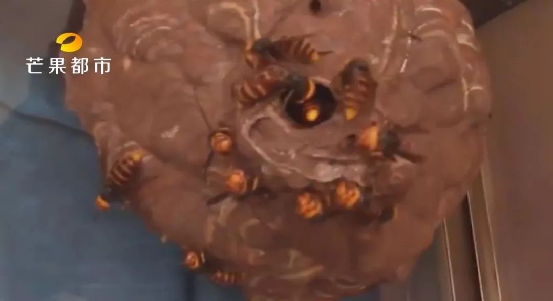 被咕噜蜂蜇住怎么办,外出遇到野蜂蜇人怎么办