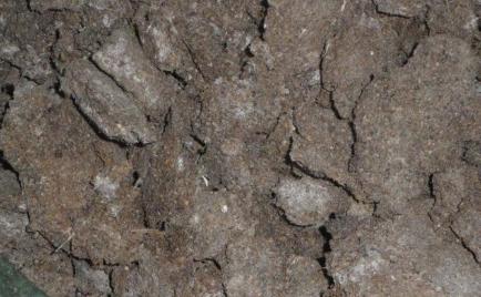 发酵好的鸡粪肥会烧苗吗,发酵鸡粪加硫铵烧苗吗