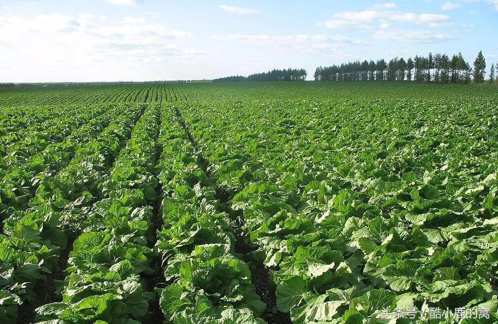 论种族天赋，在下是彻底输给了这波神操作了！