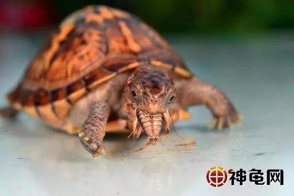 剃刀龟苗常见病,龟病害及治疗方法