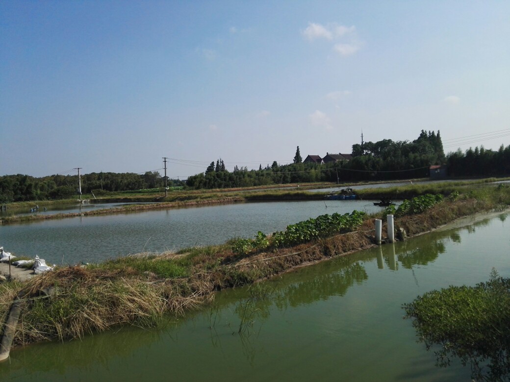 肉质最鲜嫩的淡水鱼,哪种鱼好吃营养又好养