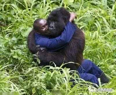 科学家如何发现人和大猩猩间有生殖隔离的