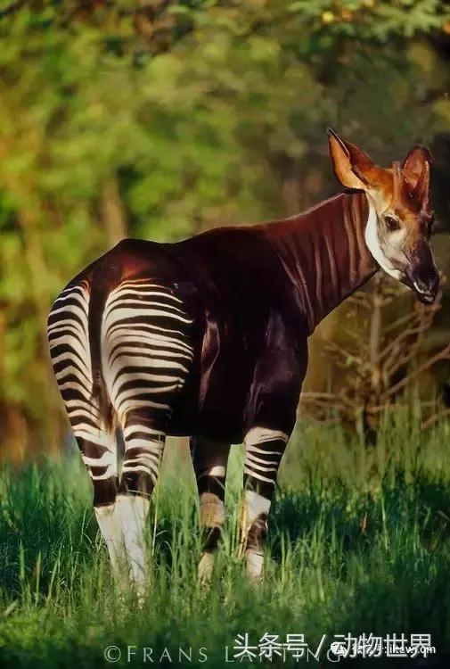 像海参又像虫子的东西是什么,像海参的虫子是什么