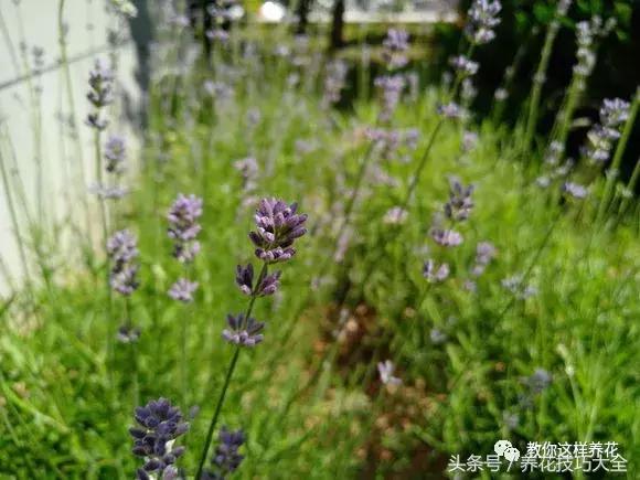 入睡困难也容易醒吃什么助眠药,入睡困难惊醒吃什么助睡眠的药好