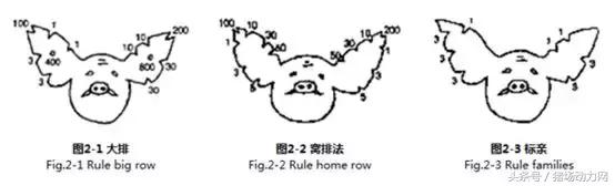 僵猪怎么治疗最好的方法,僵猪的最佳调理方法