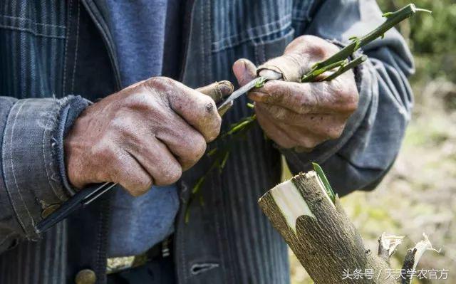 剪坏了的柑橘树如何补救,柑橘树错误修剪