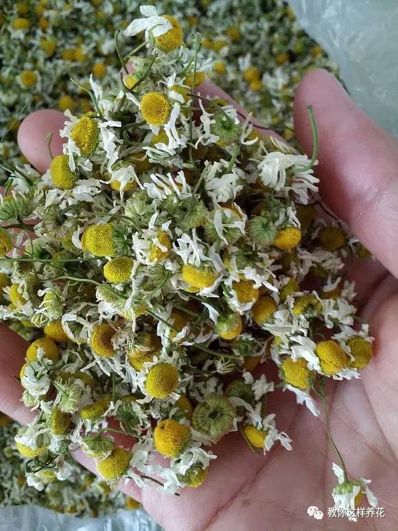 有利于提高晚上的睡眠质量的绿植,睡眠不好养什么花帮助睡眠