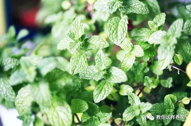 有利于提高晚上的睡眠质量的绿植,睡眠不好养什么花帮助睡眠