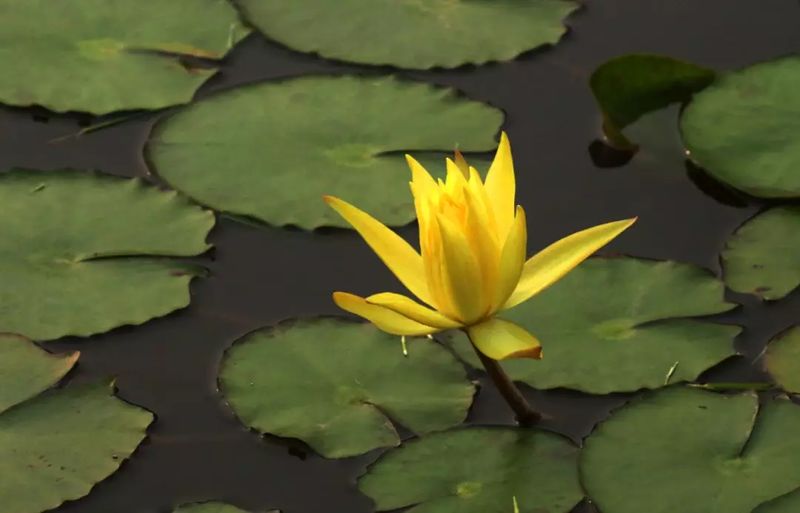 深圳足球公园免费开放,深圳南山免费足球场