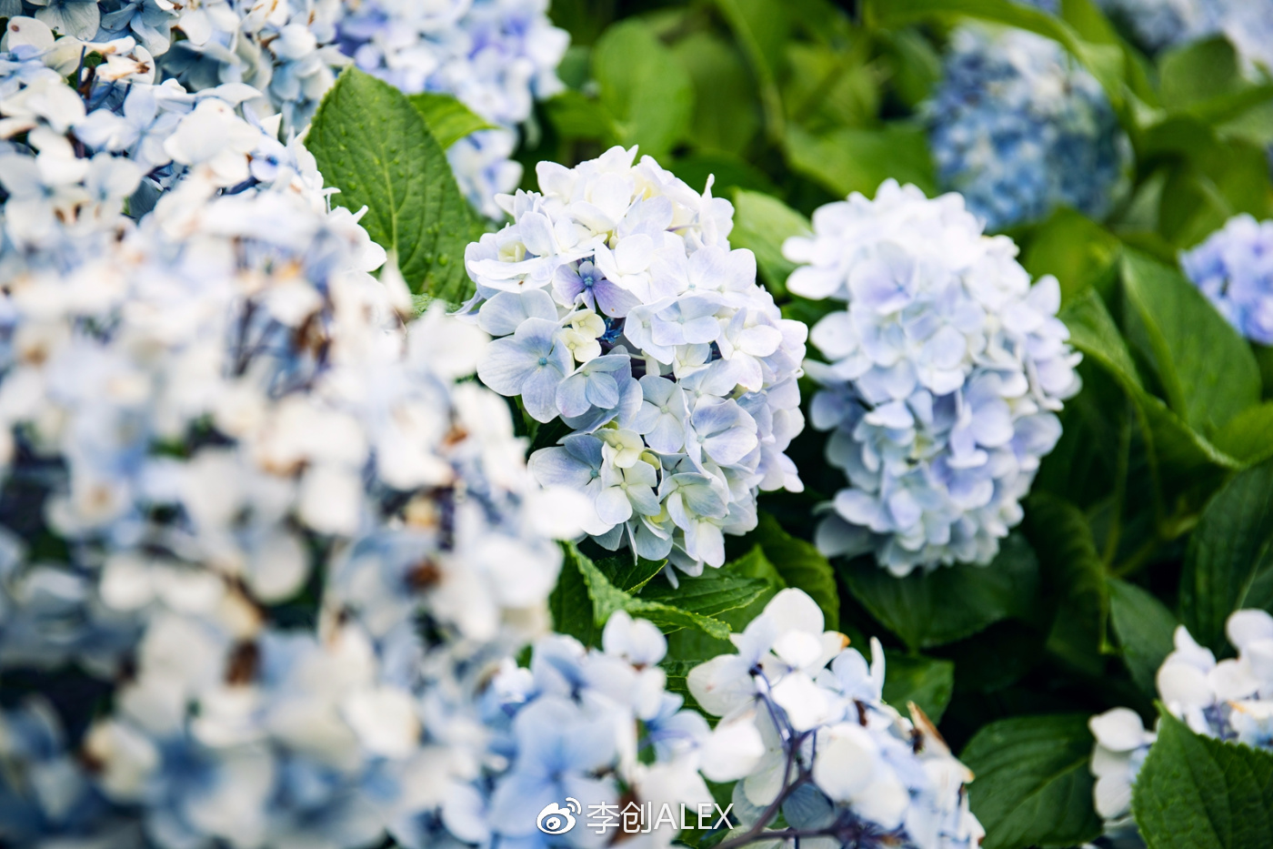 济州岛即将上演的童话世界,去济州岛旅行的感受