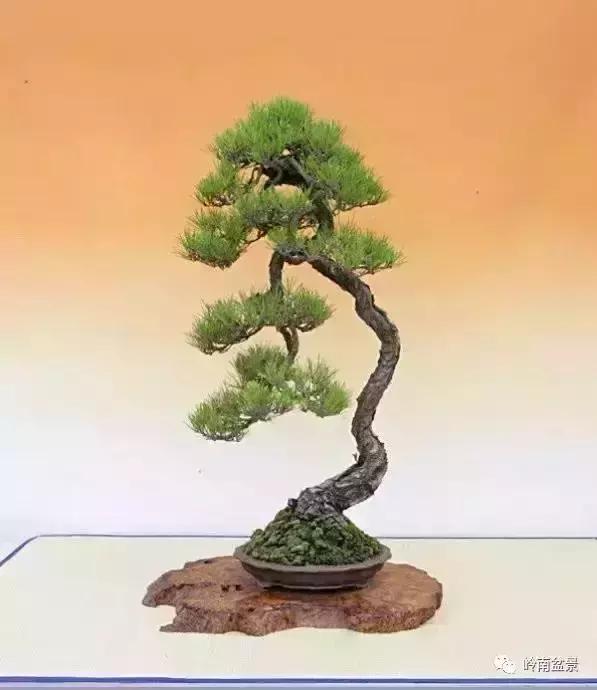 盆景人生哲理,从盆景欣赏体会人生哲理