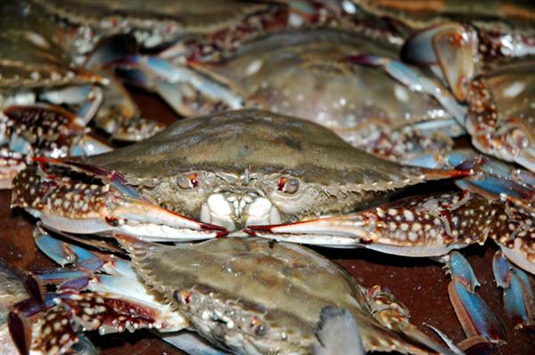 连云港特产云雾红茶,连云港特产无盐虾皮