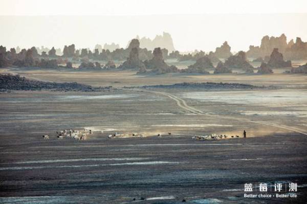 蓝莓评测美国蓝莓,蓝莓评测