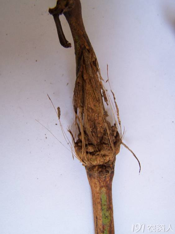 葡萄常见病害对照表,阳光玫瑰葡萄常见病害