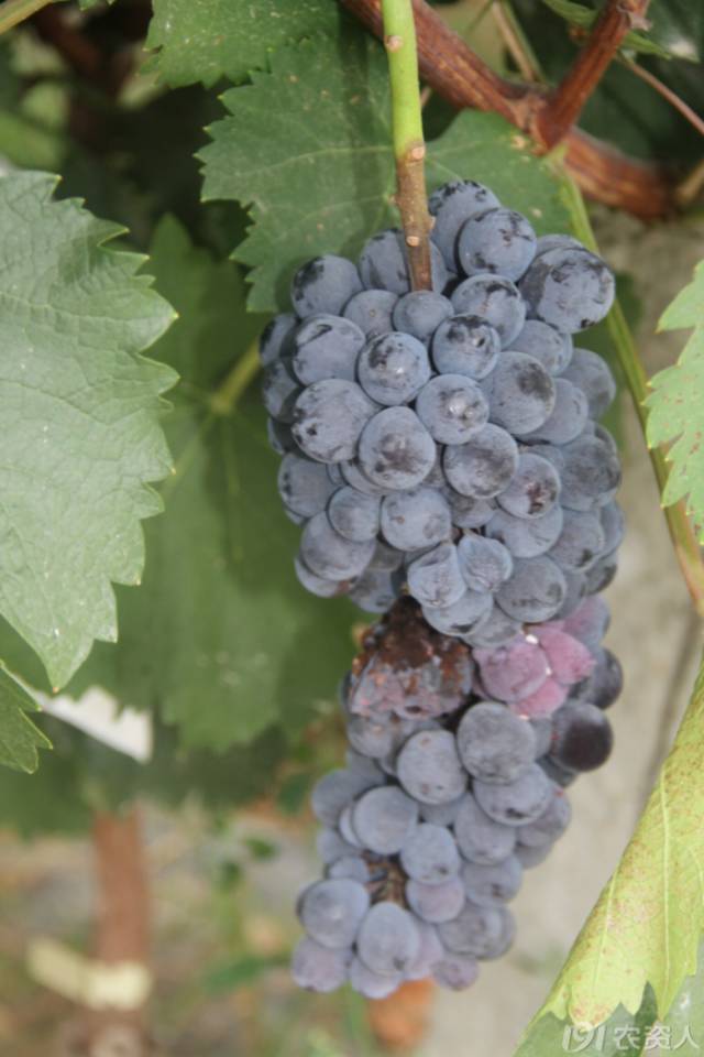 葡萄常见病害对照表,阳光玫瑰葡萄常见病害