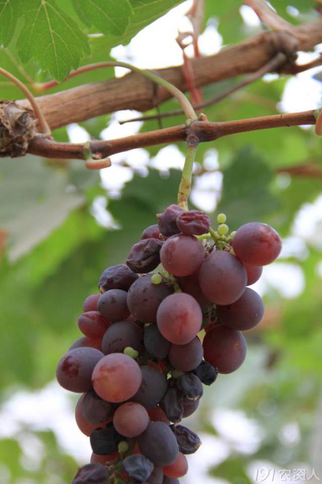 葡萄常见病害对照表,阳光玫瑰葡萄常见病害