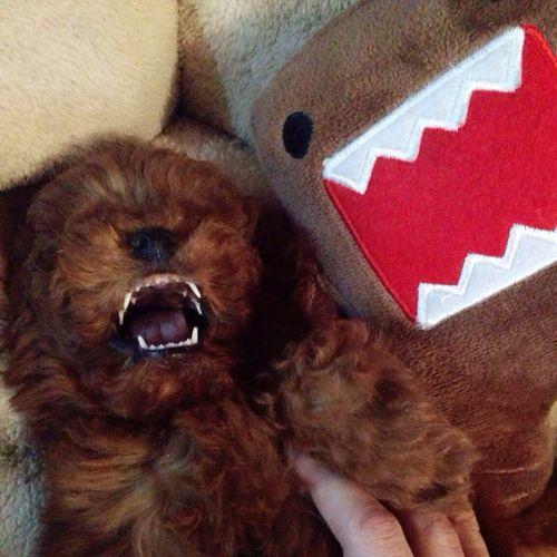 泰迪老是喜欢舔主人手是怎么回事,泰迪狗狗舔主人脖子意味着什么