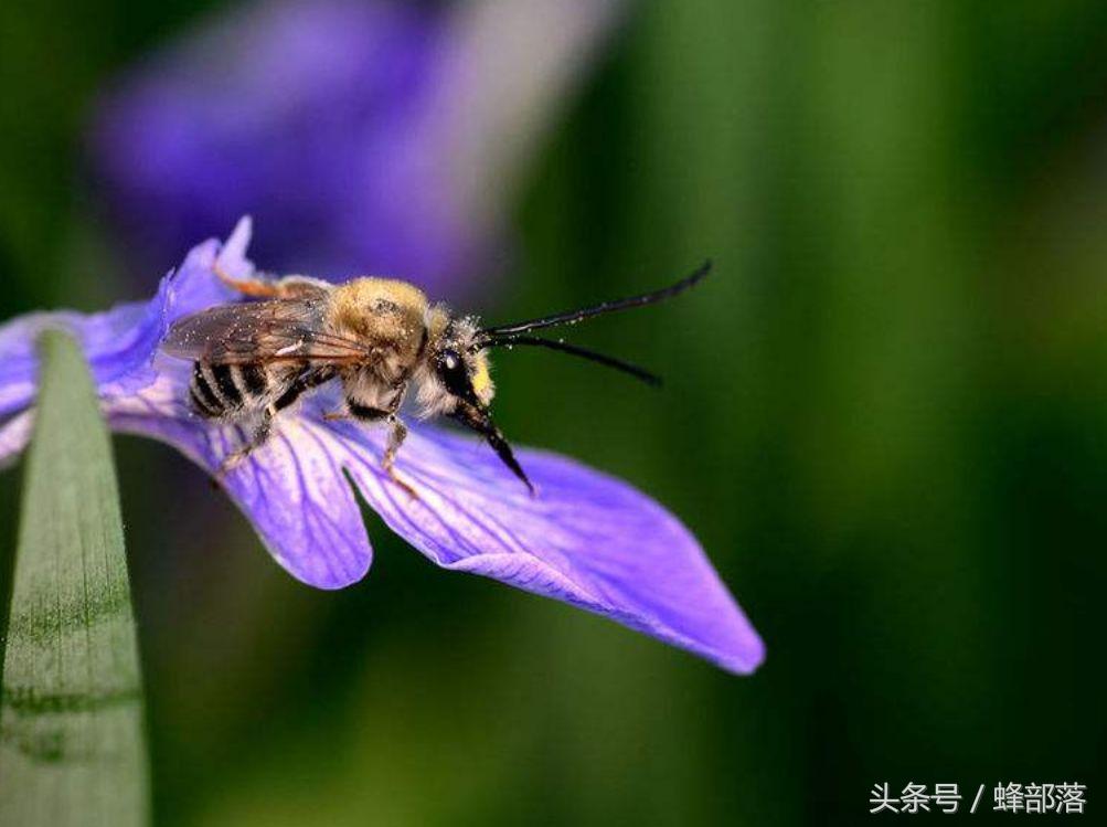 蜜蜂怎么知道要酿蜜,蜜蜂怎么知道哪里有花粉的