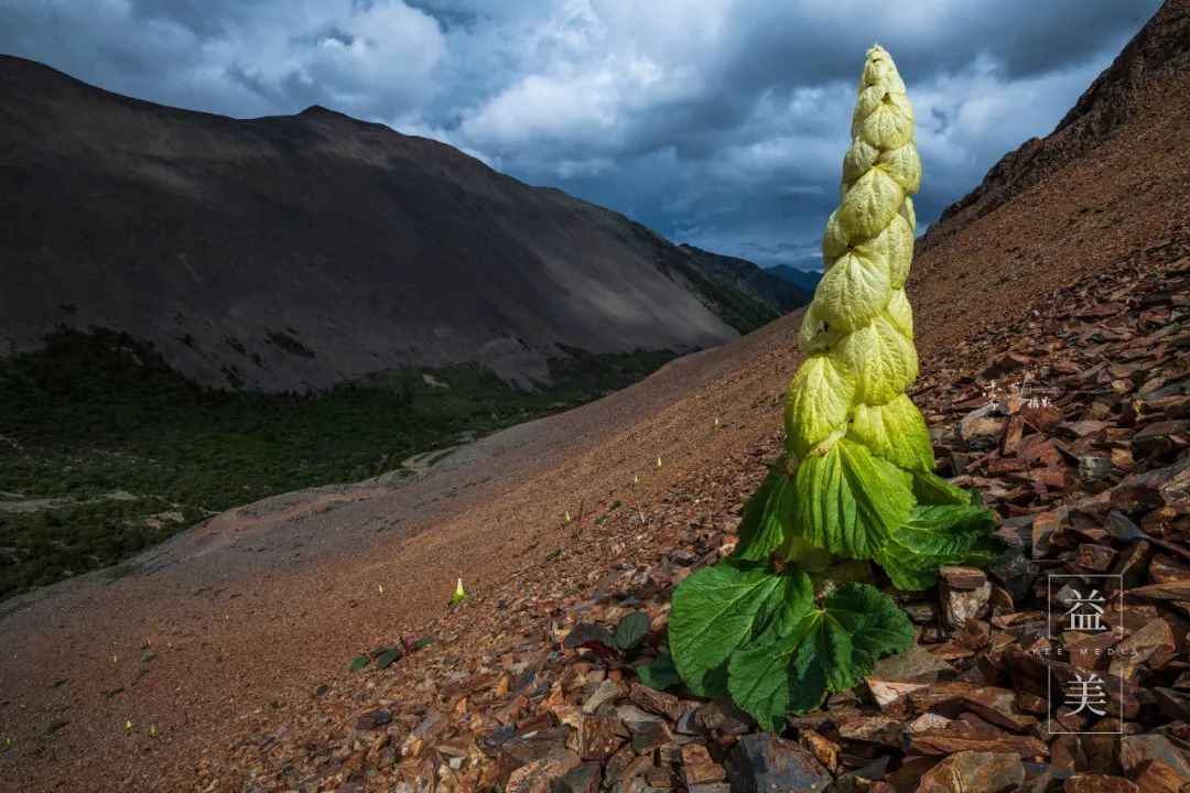「昨日推文」哭泣的雪兔子，已经被人类挖到濒临灭绝！请高抬贵手放过它们吧！