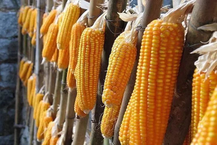 立秋暑去凉来一叶知秋,立秋暑气渐敛一叶知秋