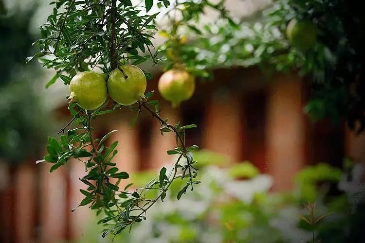 立秋暑去凉来一叶知秋,立秋暑气渐敛一叶知秋