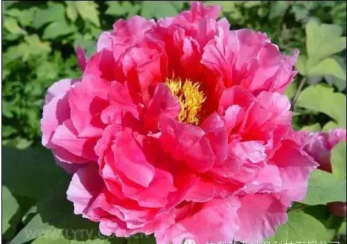 8.8发财日的祝福,8月18日发财日早安祝福图片