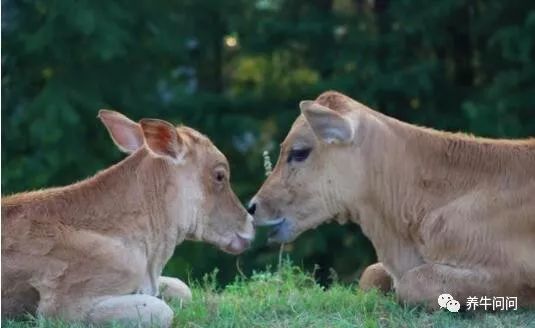 母牛流产怎样判断是否布病,造成母牛流产的因素及防治措施