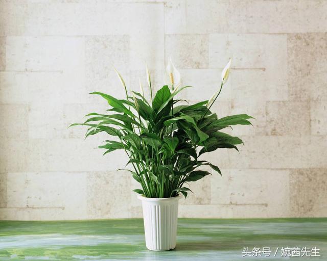 属虎吉祥植物七叶莲摆放什么方位,家里植物摆放方位禁忌