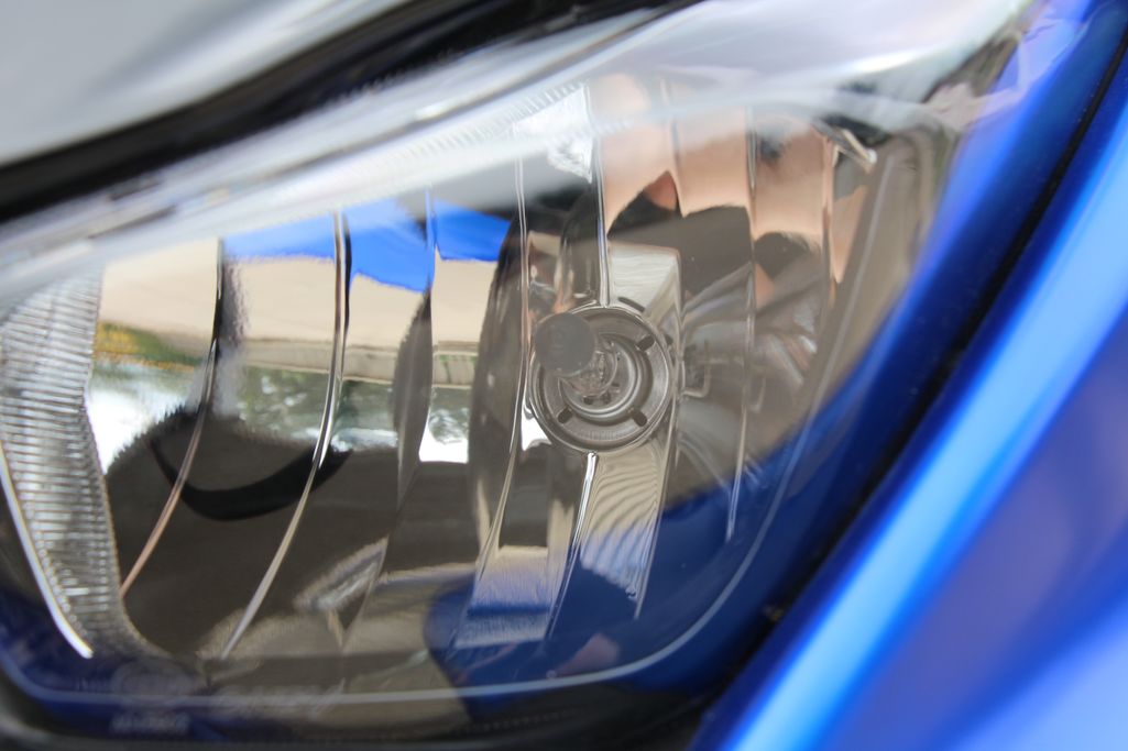 高颜值蚂蚱,漂亮巨型蚂蚱