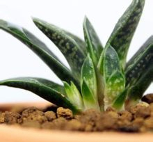 多肉养护知识冬天,多肉知识大全讲解