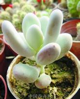 多肉养护知识冬天,多肉知识大全讲解