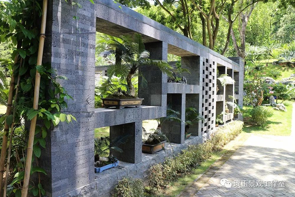 最漂亮的铁树开花,铁树开花深圳