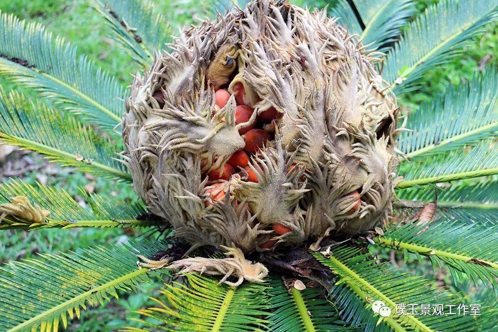 最漂亮的铁树开花,铁树开花深圳