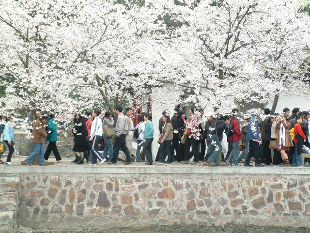 樱花名字来历10字,樱花的来历和寓意