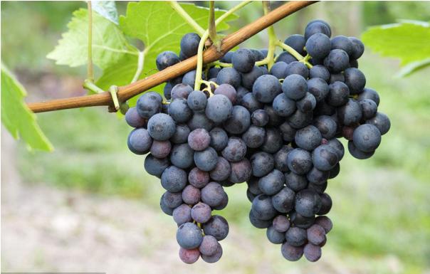 葡萄现在有什么新品种产量高,2019年鲜食葡萄新品种分析