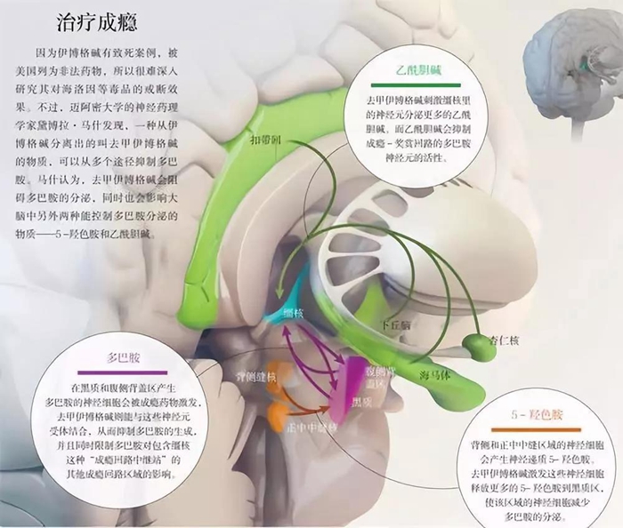 从生理毒瘾到彻底戒毒要多久,戒毒能戒掉毒瘾吗