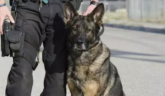 香港代购最新通知,2020年香港代购恢复了吗