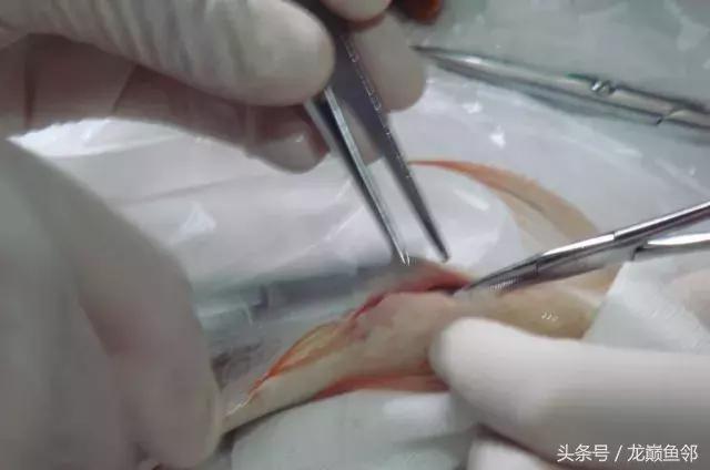 龙鱼撞缸失鳔抢救多久能恢复,龙鱼失鳔最急用的方法