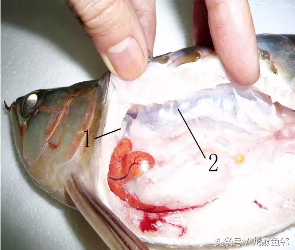 龙鱼撞缸失鳔抢救多久能恢复,龙鱼失鳔最急用的方法