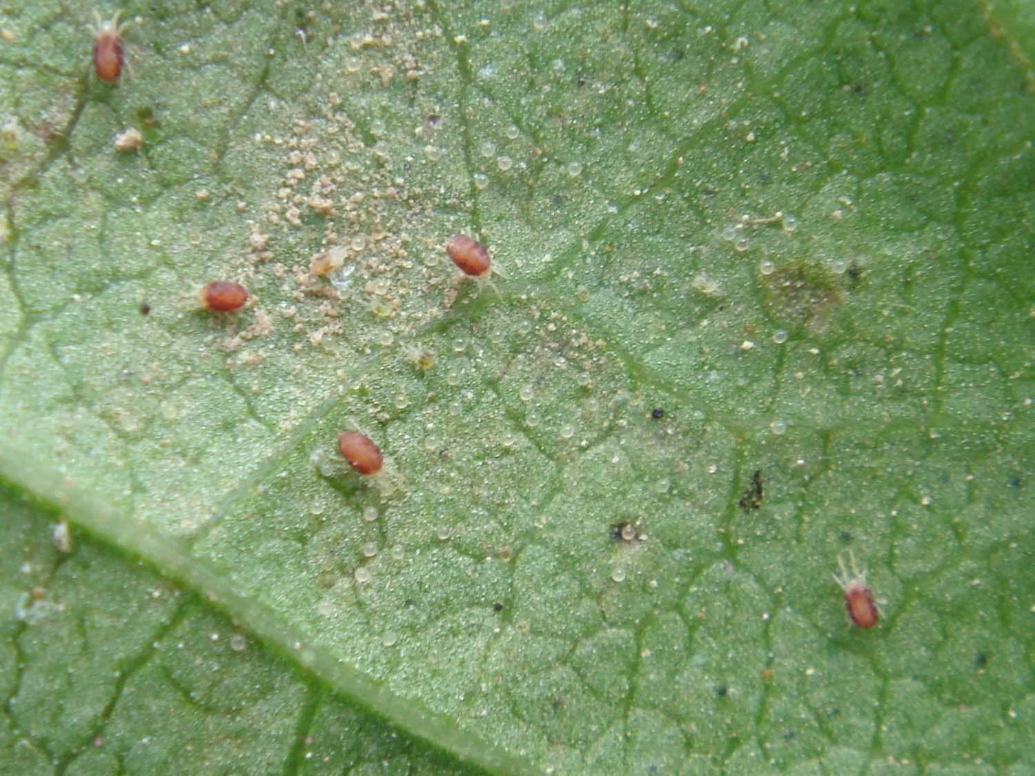 薄荷叶子有虫子是怎么回事,薄荷盆栽有黑虫怎么办
