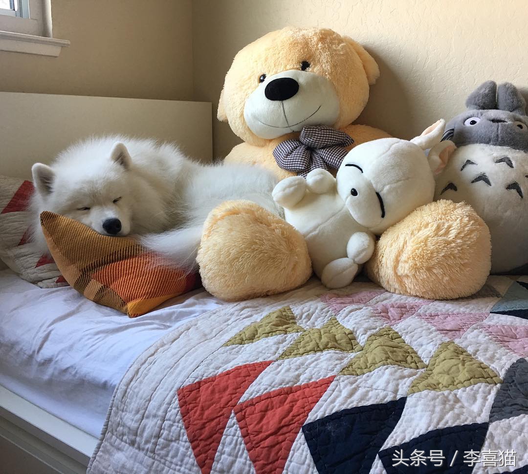 微笑天使萨摩耶和狗弟,微笑天使雪橇三傻