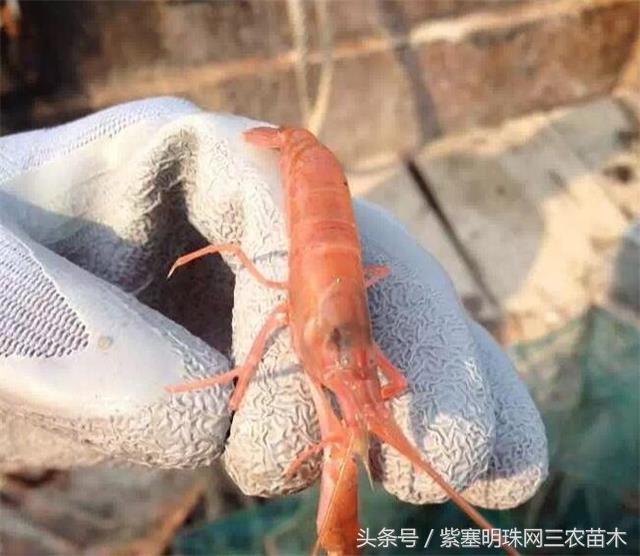 辽宁农家乐旅游攻略,辽宁农家度假村