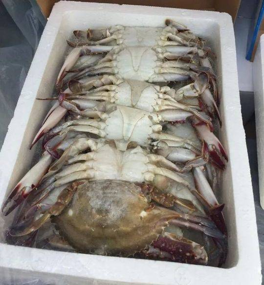 *局骗**曝光！“食堂供货商”卖了一堆假海参给成都白领