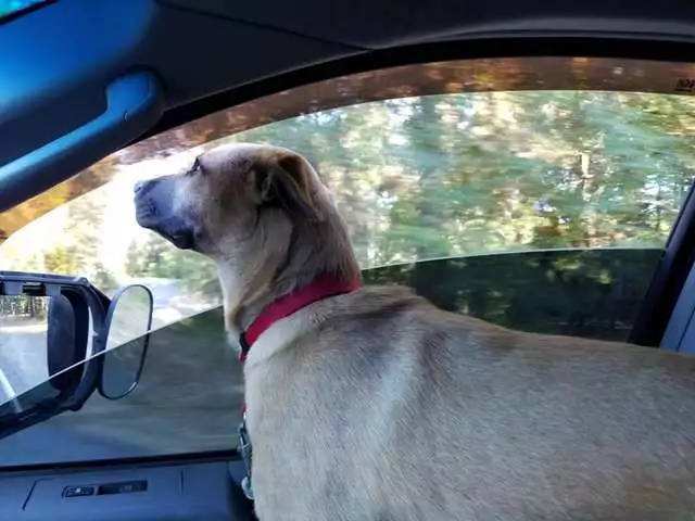 买狗指南养狗注意事项,养狗小白入门指南狗子到家