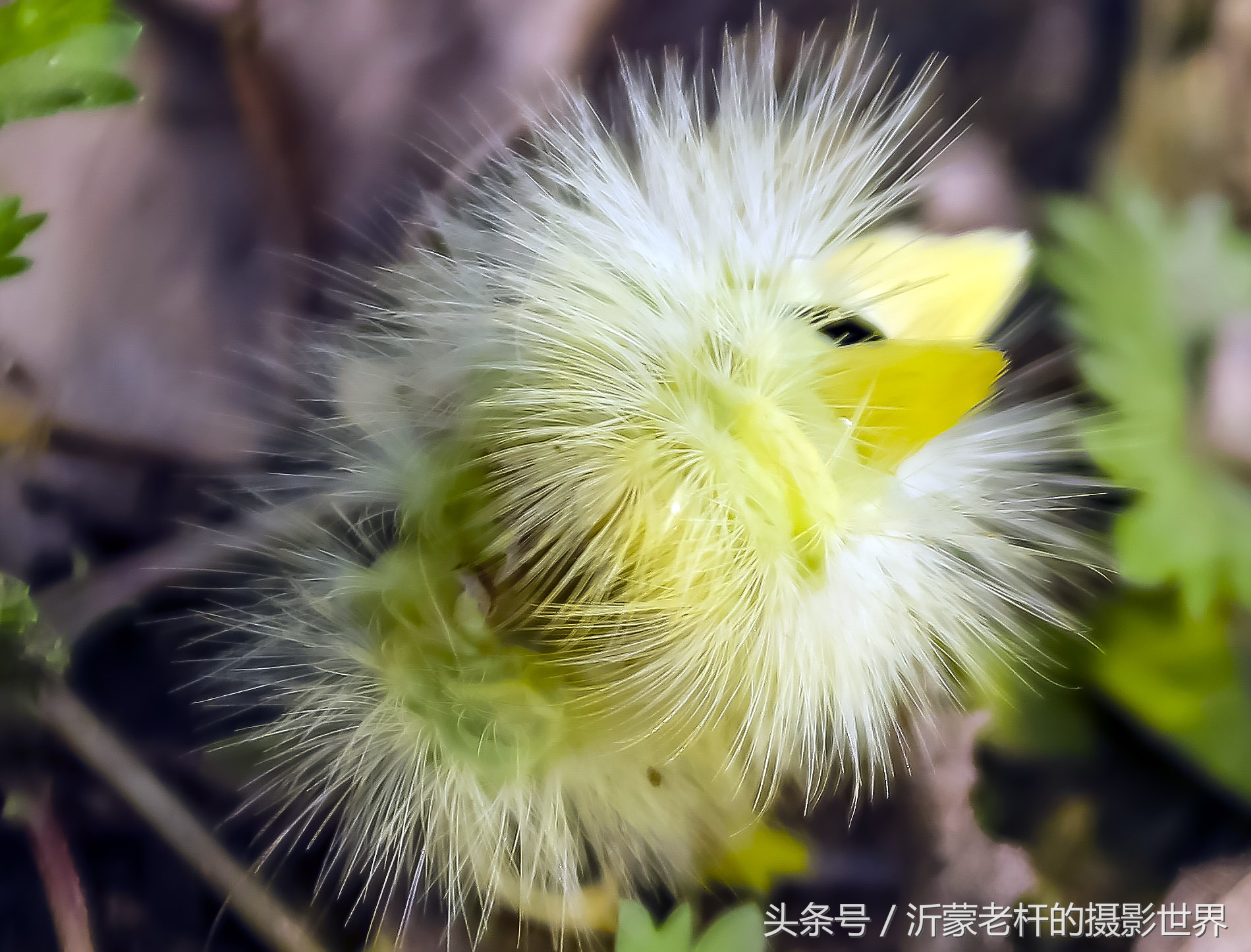 还记得家乡的红枣树吗,还记得家乡的那棵红枣树吗