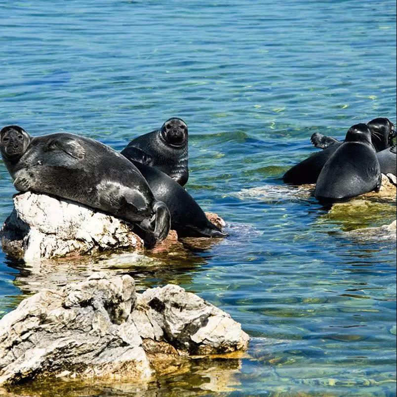 从满洲里去蒙古旅游攻略,从满洲里出发游呼伦贝尔
