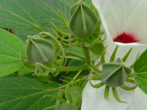 木槿花叶子黄了怎么补救,木槿花叶子发黄的原因及解决方法