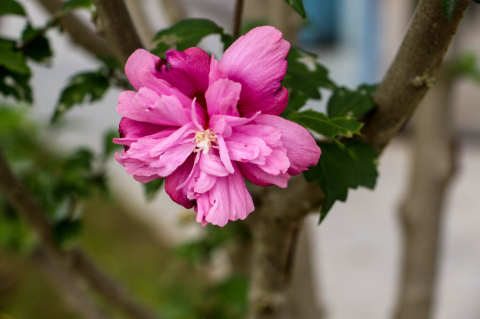 木槿花叶子黄了怎么补救,木槿花叶子发黄的原因及解决方法