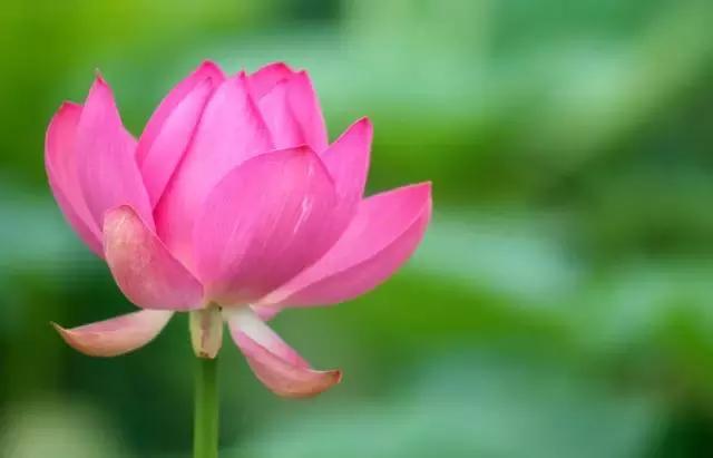 全国31省会城市的市花,全国56个市市花