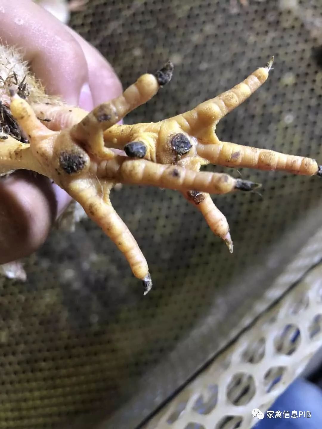 高产鸡瘫了怎么回事,鸡哪些病会导致瘫腿